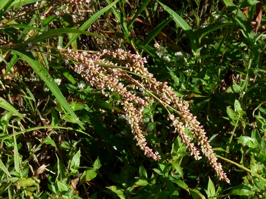{Persicaria pensylvanica}